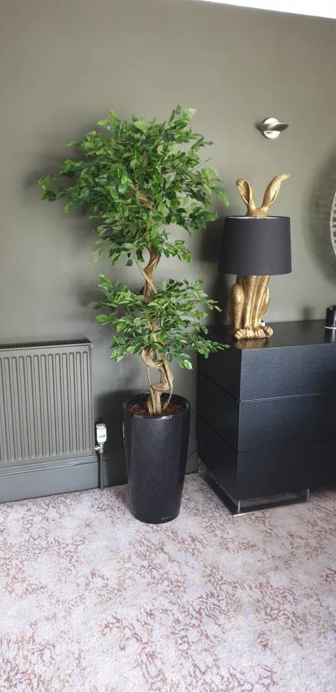 150cm Twisted Trunk Artificial Japanese Fruticosa Style Ficus Tree image 3